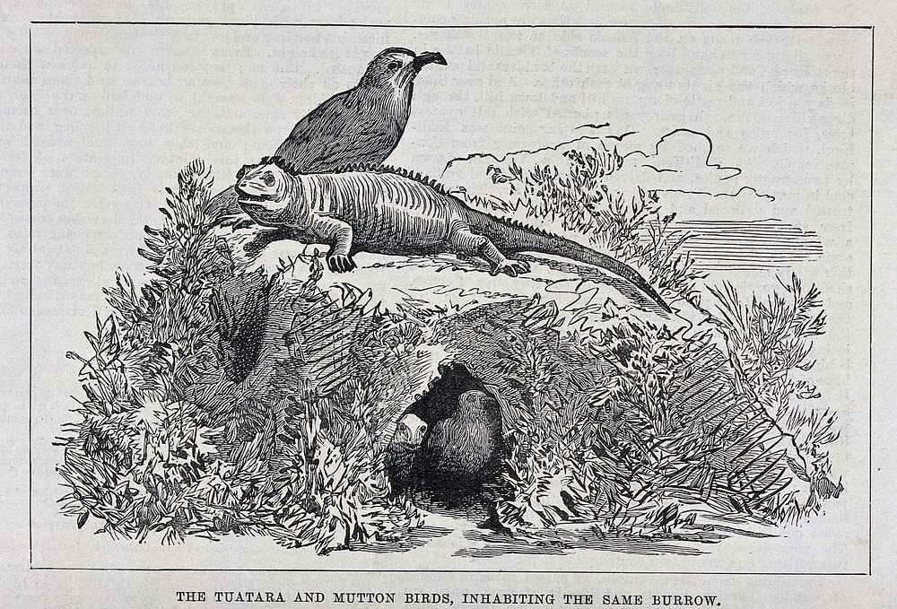 A tuatara and gull sitting on top of a burrow which they share. Wood engraving.