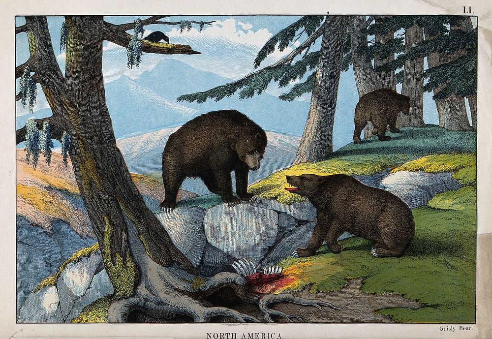 North America: Three grizzly-bears in a forest next to a carcass. Coloured lithograph by B. Hummel.