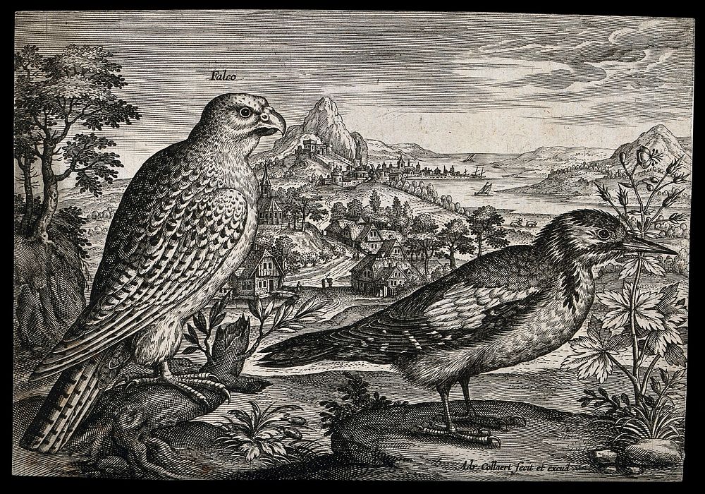 A falcon and woodpecker set in natural surroundings. Etching by A. Collaert, 17th century.