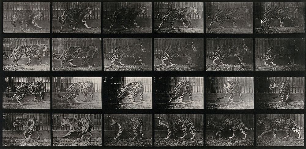 A leopard walking. Collotype after Eadweard Muybridge, 1887.