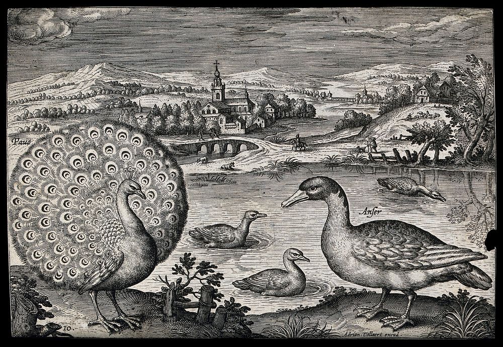 A peacock and goose set in natural surroundings. Etching by A. Collaert, 17th century.