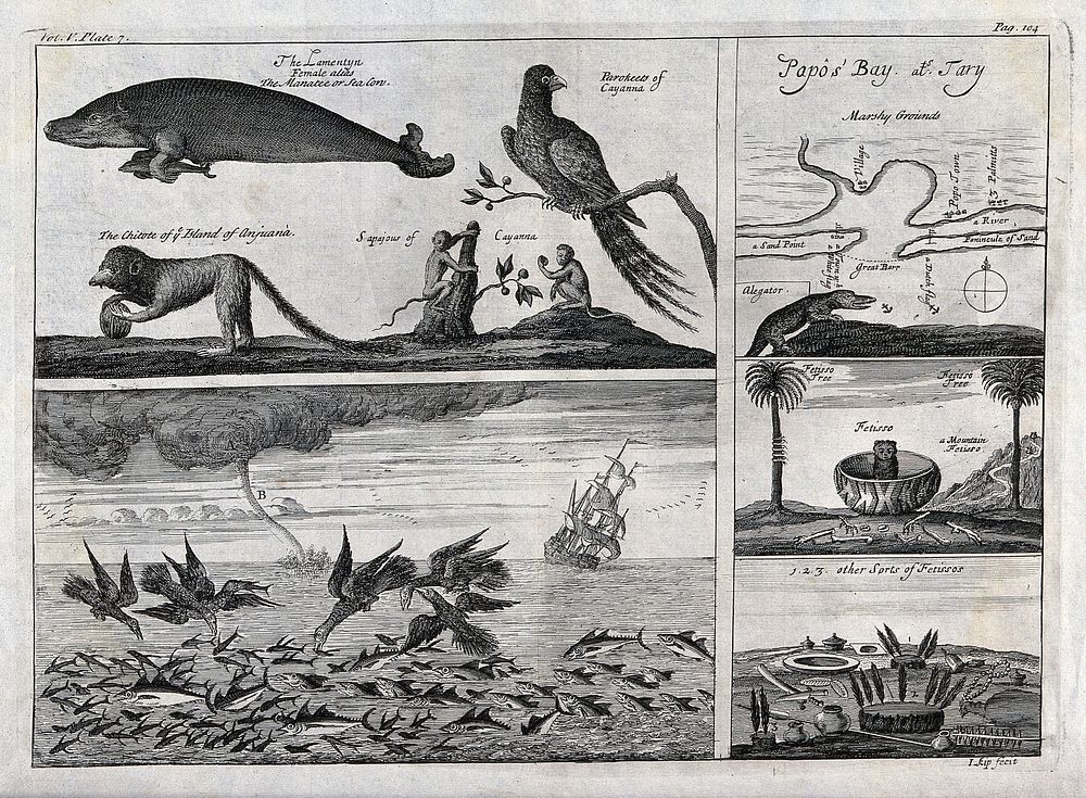 French Guiana: above, a sea-lion and a parakeet next to a map of Papo's bay; below, fish being devoured by birds in the open…