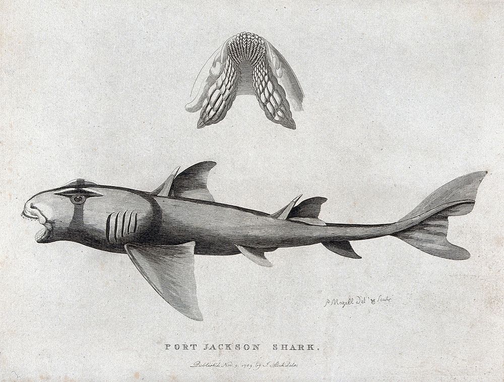 A Port Jackson shark and a detail of its gill. Etching by P. Mazell.