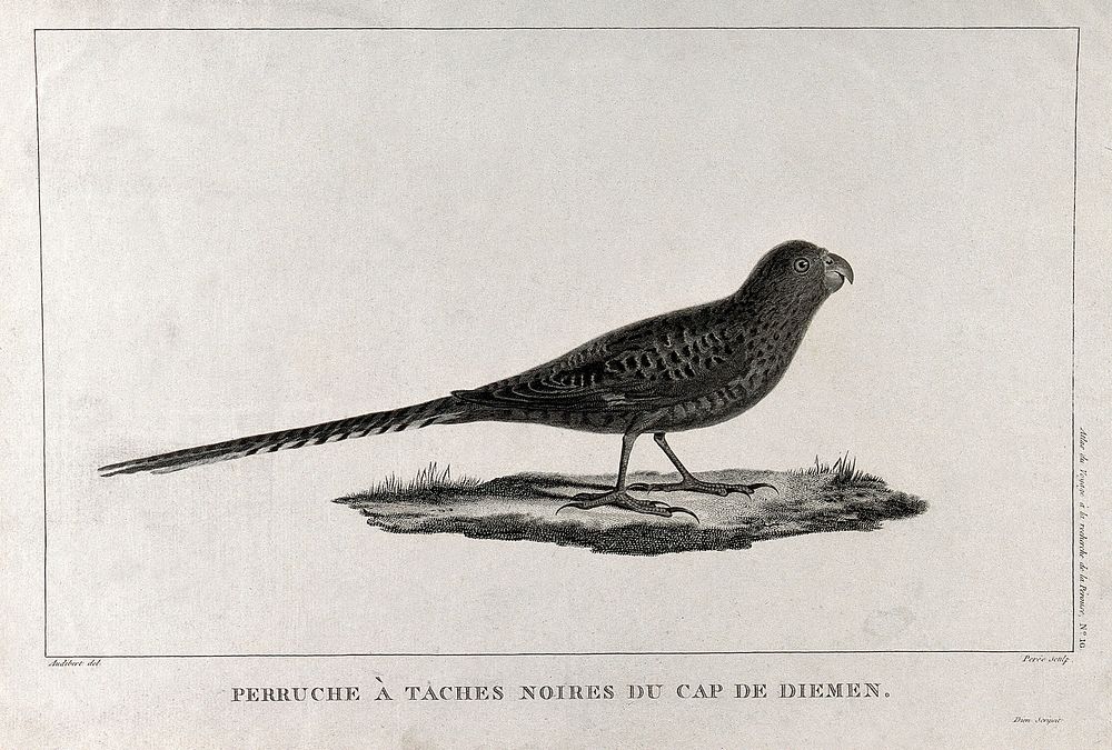A budgerigar with black markings in Cape Van Diemen. Engraving by J.L. Perée, ca. 1798, after J.B. Audibert.