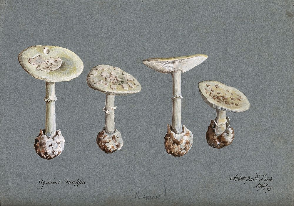 False death cap fungus (Amanita citrina): four fruiting bodies. Watercolour, 1893.