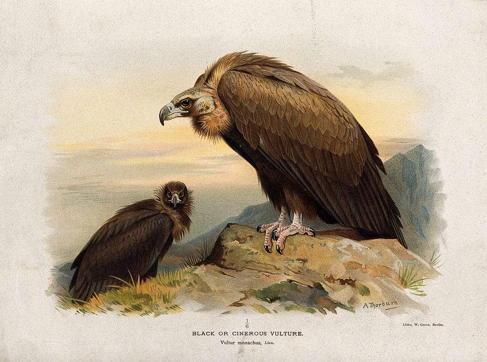 A black vulture (Vultur monachus). Chromolithograph by W. Greve after A. Thorburn, ca. 1885.