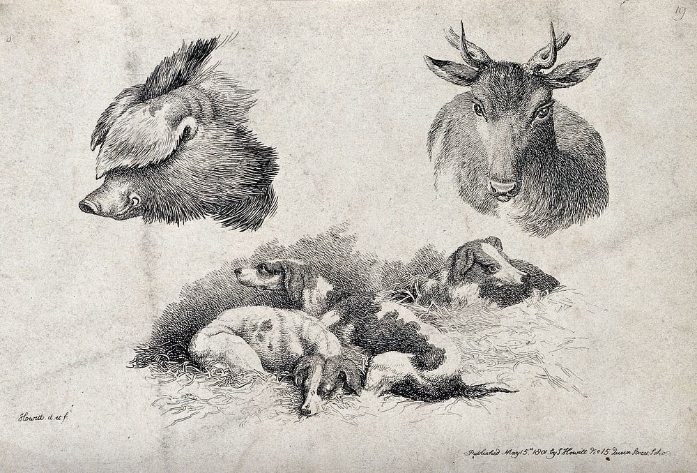 Above, a hog's head and a stag's head; below, hunting dogs resting in the straw. Etching by W. S. Howitt.
