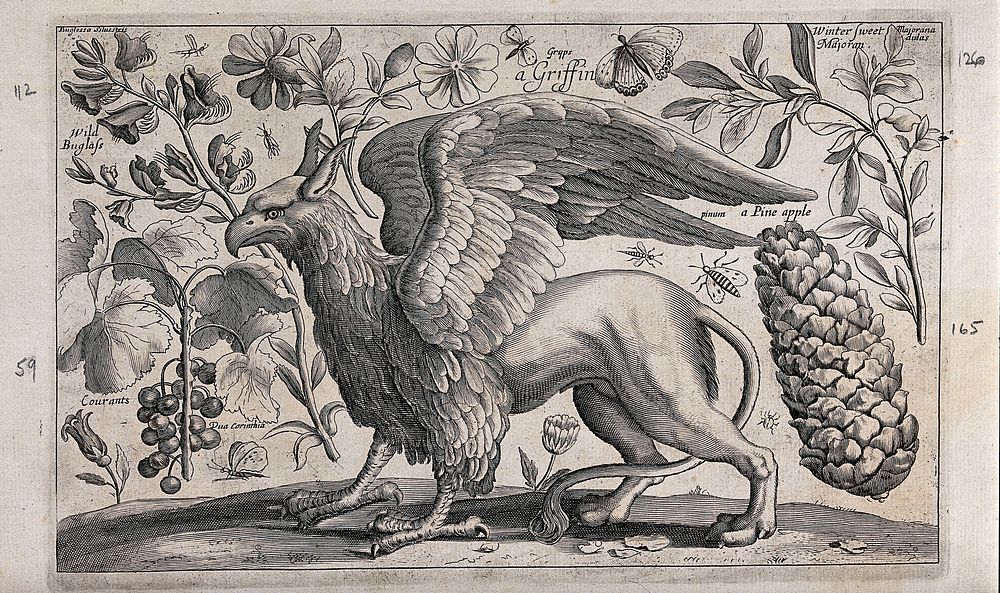 A griffin facing left surrounded by various flowers, fruits and insects. Engraving by D. Loggan, 1663, after W. Hollar.