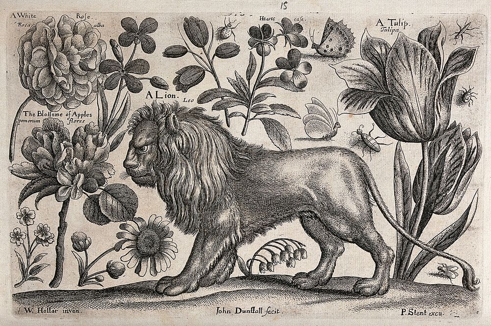 A lion surrounded by flowers and insects. Etching by J. Dunstall, 1663, after W. Hollar.