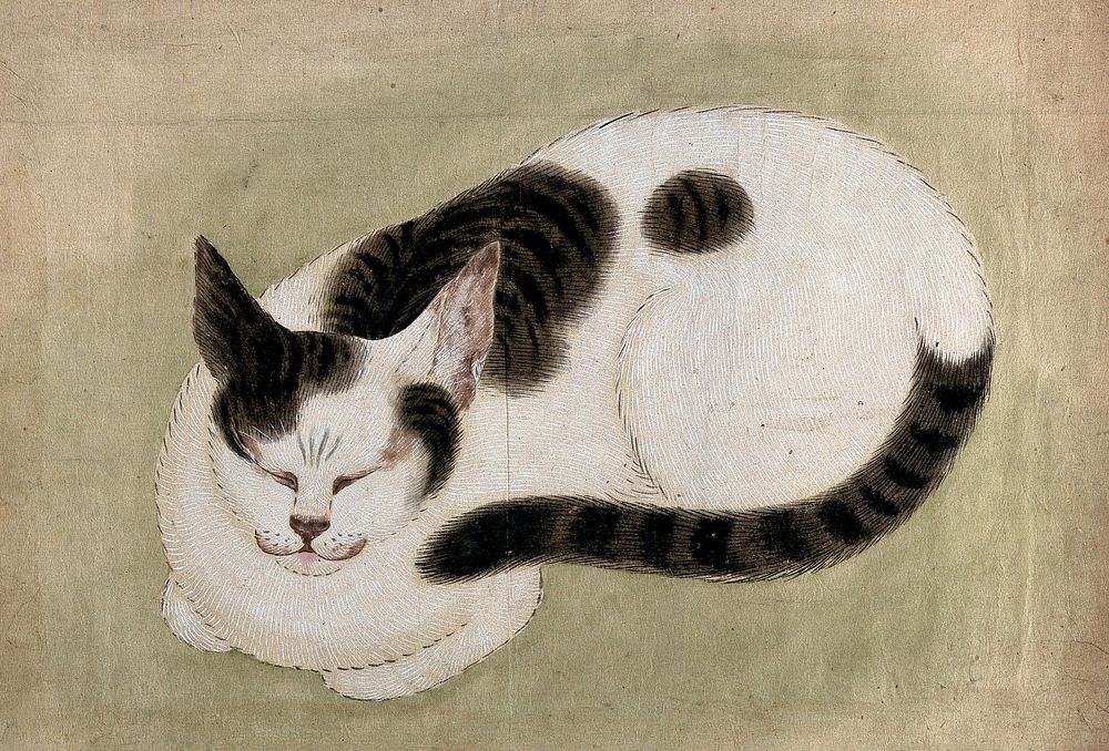 A sleeping cat. Gouache, 18--.