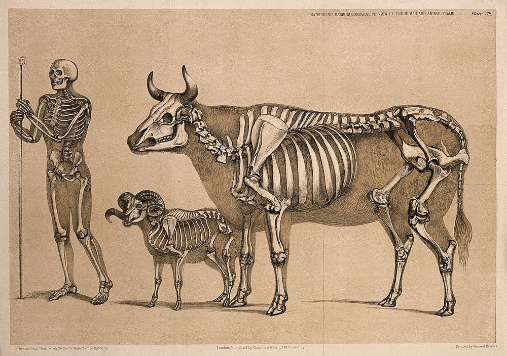 Skeleton of a man holding a shepherd's crook, standing beside the skeletons of a ram and a cow. Lithograph by B. Waterhouse…