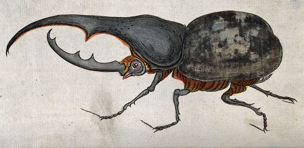A long-horned beetle (Dynastes hercules). Coloured etching.