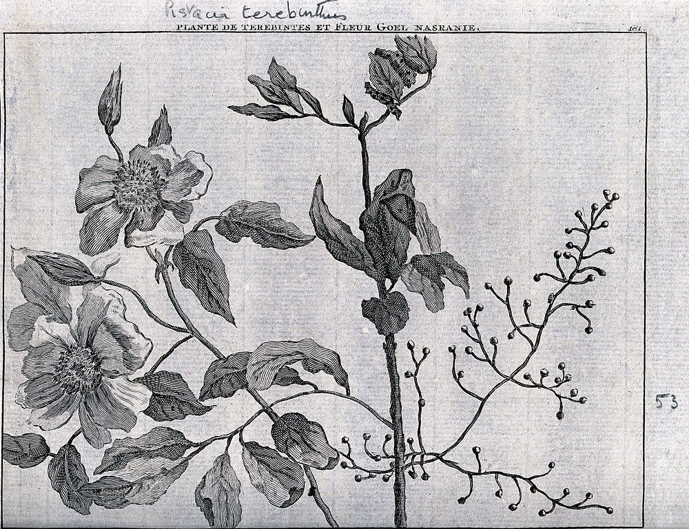 Terpentine tree bough (Pistacia terebinthus L.) and goel nasranie flowers. Line engraving by M. Pool after C. de Bruins…