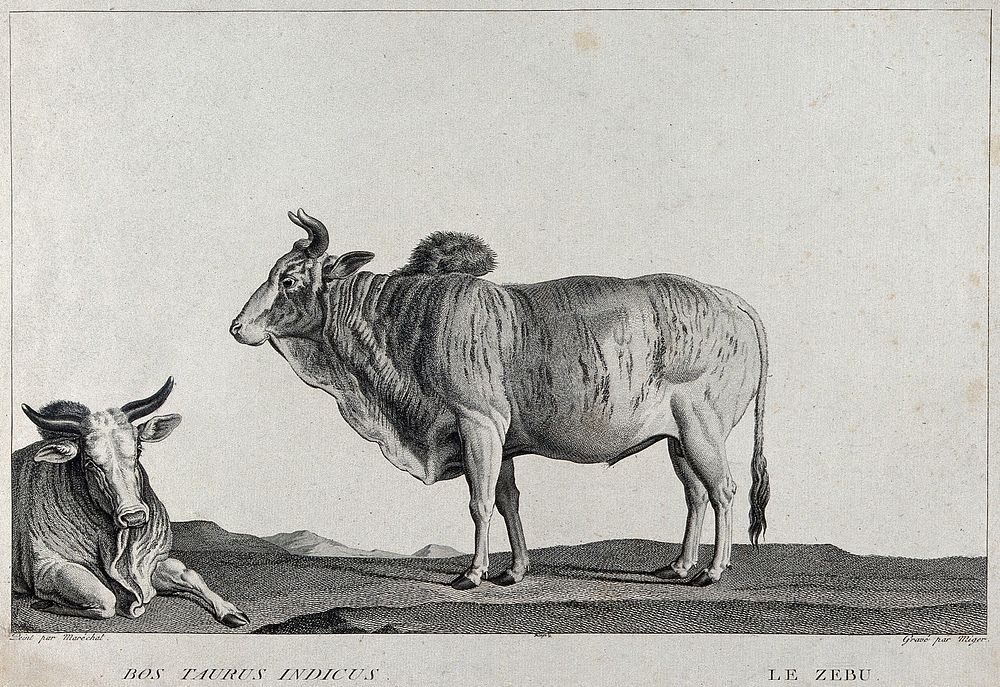 Two zebus (bos indicus), one kneeling, one standing. Etching by S. C. Miger, ca. 1808, after N. Maréchal.