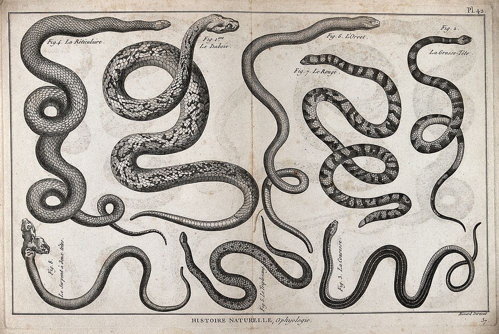 Eight snakes, including a reticulated python, a slow worm, a thirst snake, a Russell's viper and a mythical two-headed…