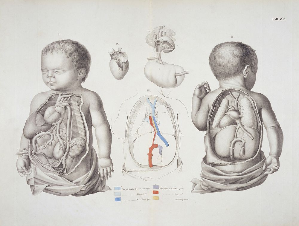 View of internal organs of of infant,