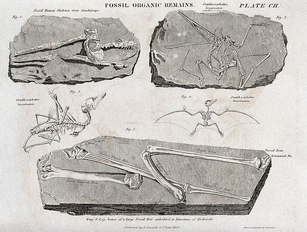 Fossilized organic remains, including those of a human, an an ornithocephalus and a bat. Etching by W. H. Lizars.