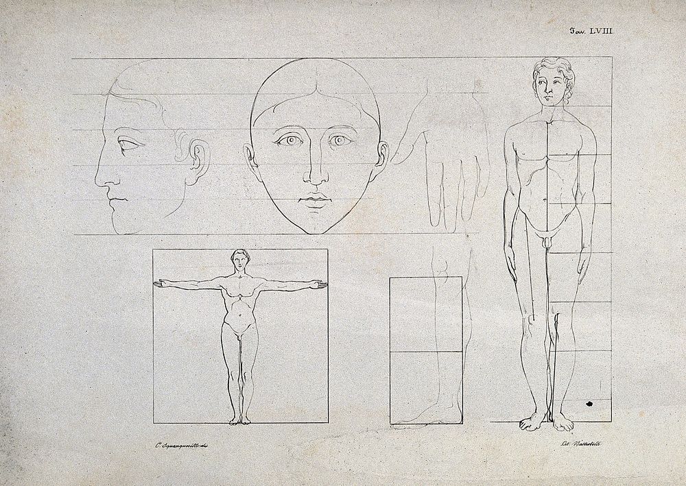 Proportions of the human body: six figures showing the face, hand, leg and entire body, with proportions marked. Lithograph…