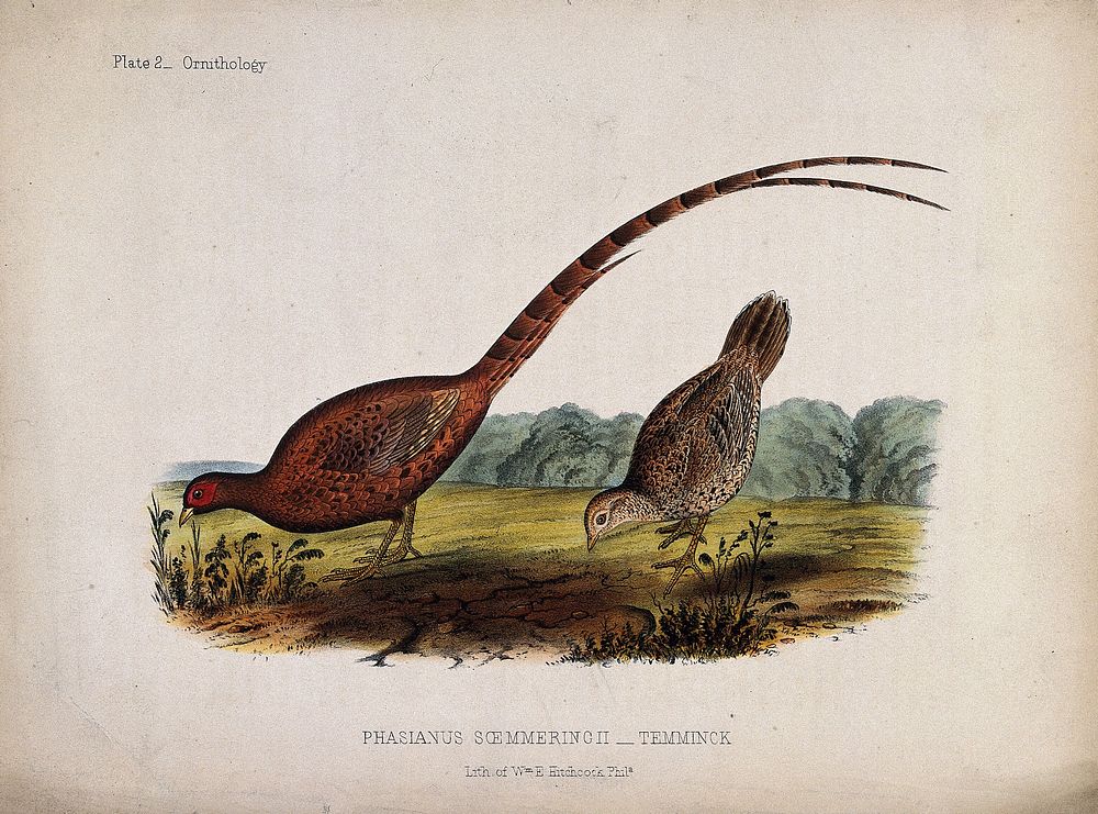 A male and female Chinese pheasant. Coloured lithograph by W. E. Hitchcock, ca. 1858.