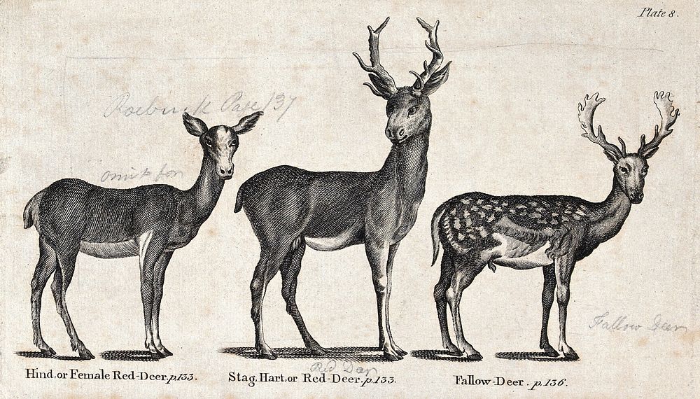 A hind and a stag of the family of Red-Deer and a Fallow-deer. Wood-engraving after T. Bewick.
