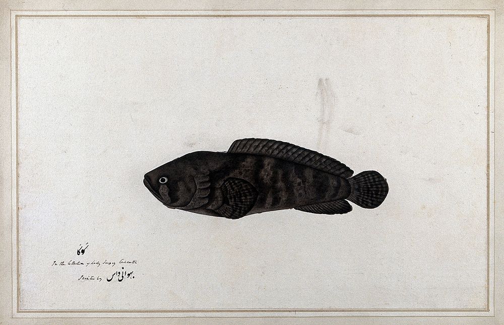 Fish. Watercolour by Bhawani Das, ca. 1783.