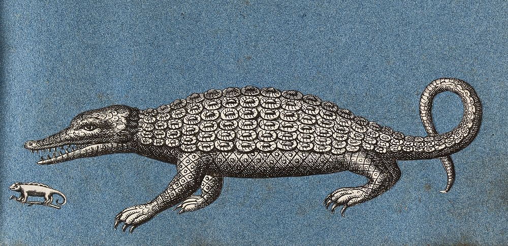 A crocodile or alligator and a small lizard. Cut-out engravings pasted onto paper, 16--.