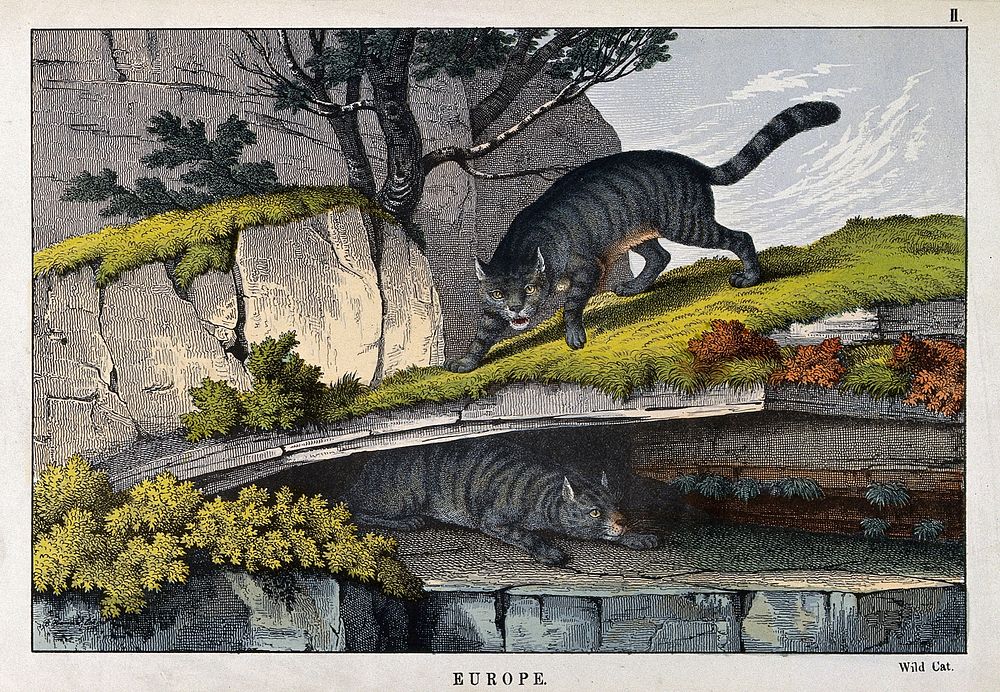 Two wild cats in a mountainous landscape. Coloured lithograph by B. Hummel after J. Stewart.
