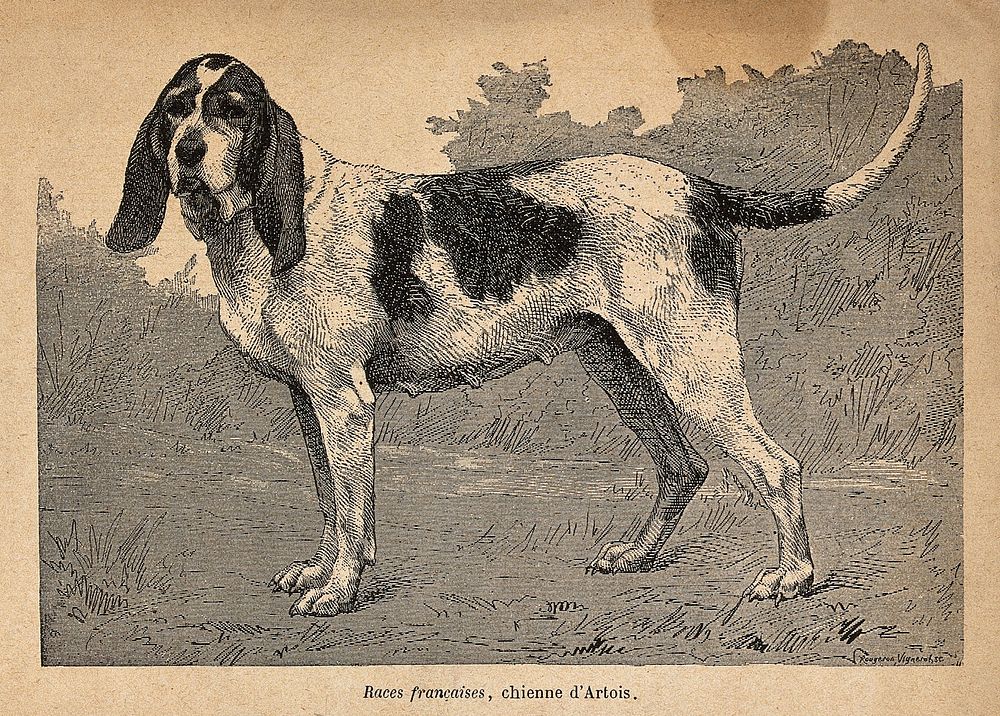 An Artois dog. Process print by Rogeron Vignerot.