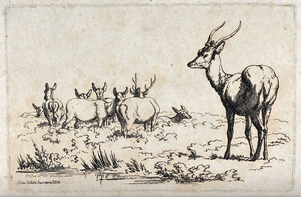 A young male deer standing apart from an older stag with a group of hinds. Etching, ca 1809.