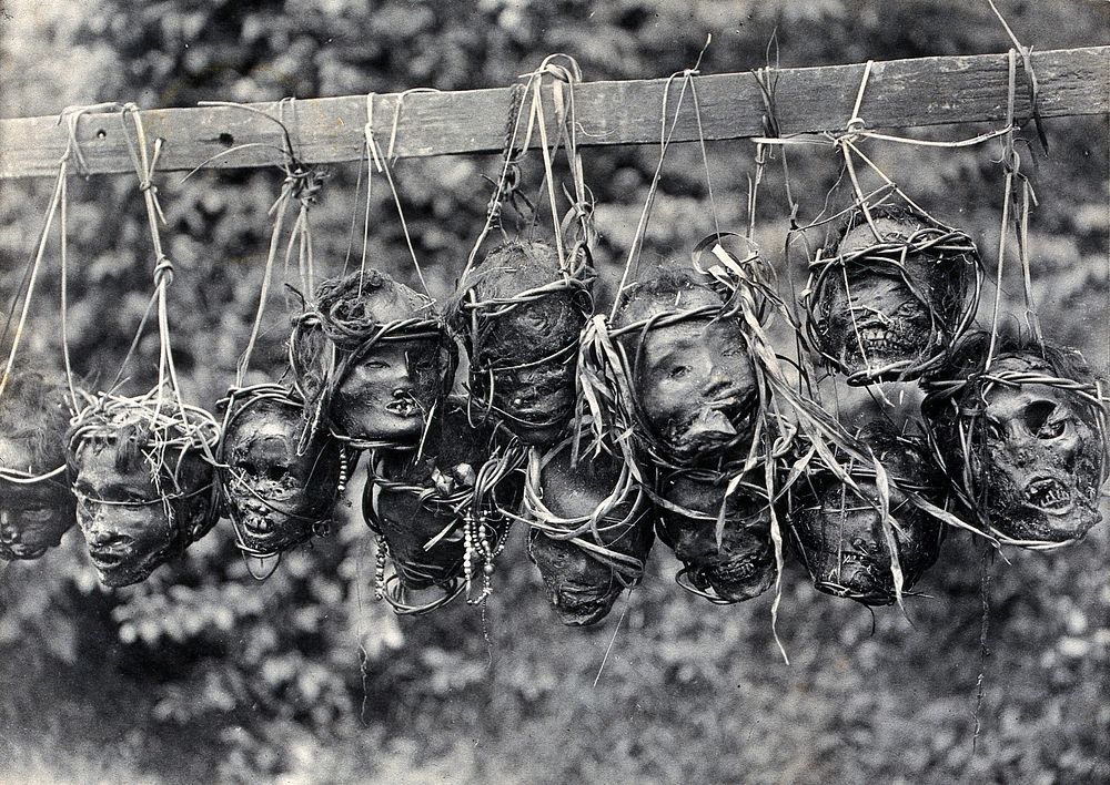 Sarawak: preserved and decorated human heads taken and strung up by Sea Dayaks. Photograph.