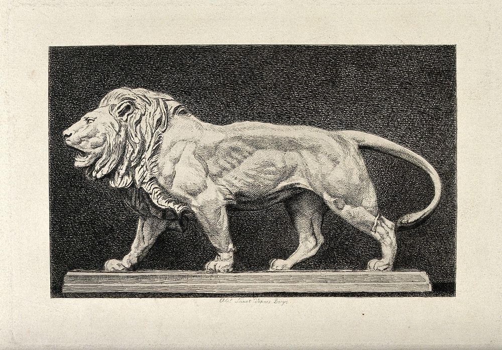 A bronze statue of a lion. Etching by A Lurat after A-L Barye.