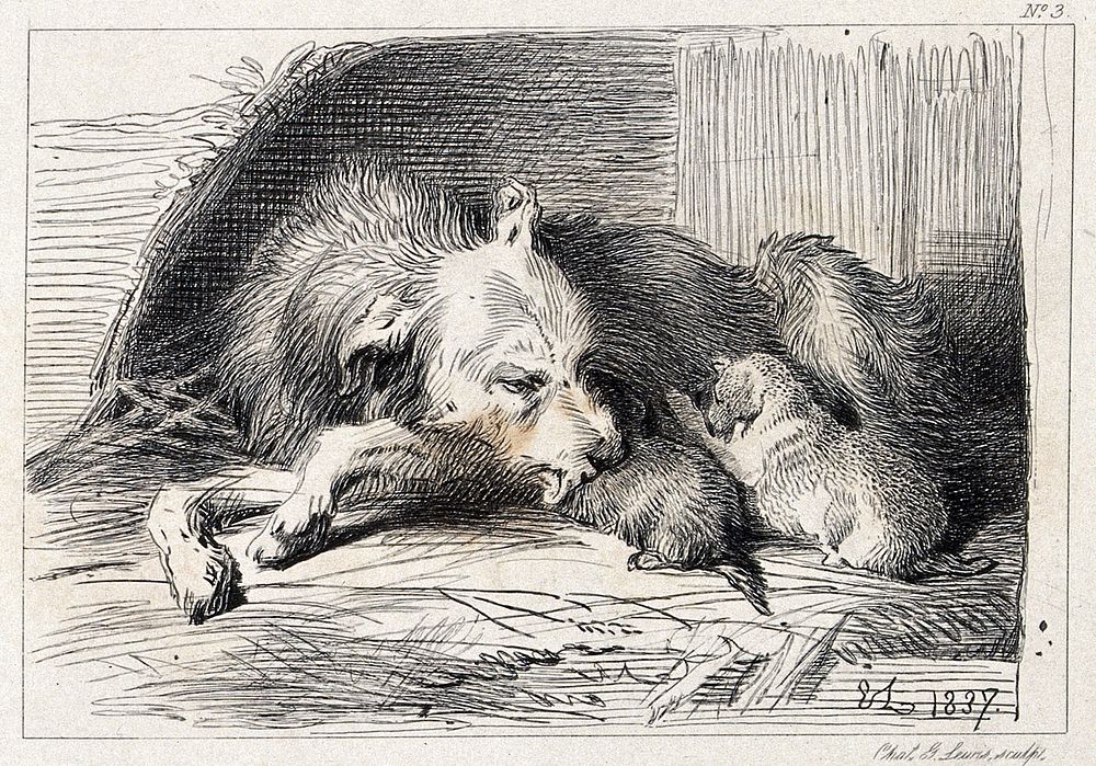 A bitch is licking its suckling puppies. Etching by C. G. Lewis after E. H. Landseer.