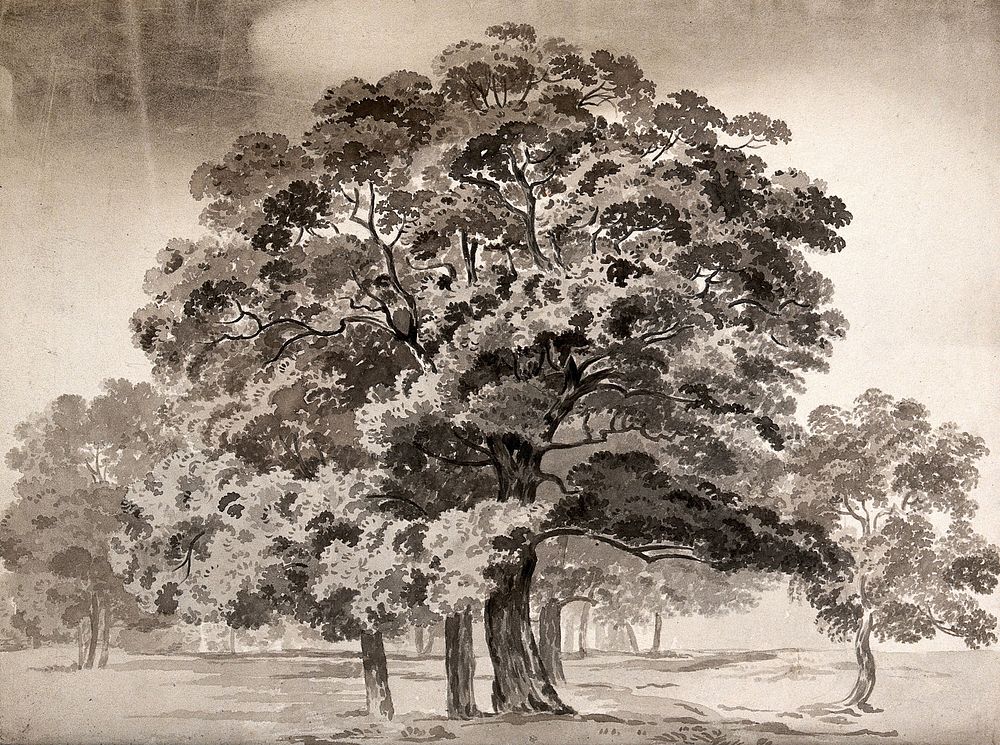 A group of trees. Wash drawing.