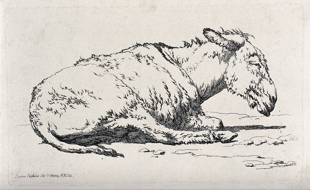 A mule sitting on the ground. Etching.