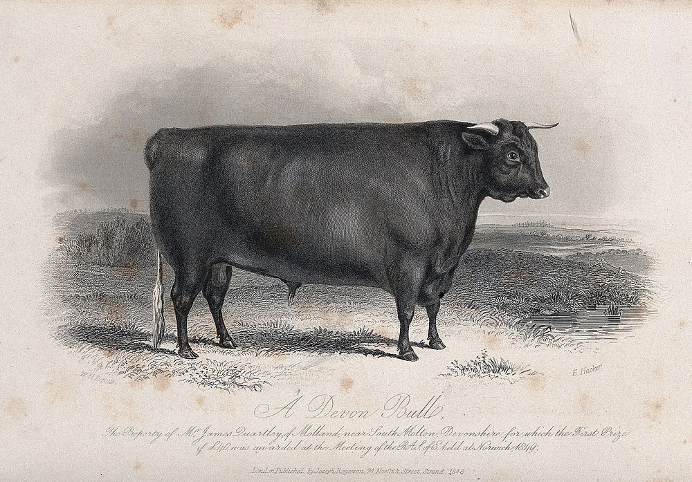 A Devon bull. Etching by E. Hacker, ca 1849, after W.H. Davis.