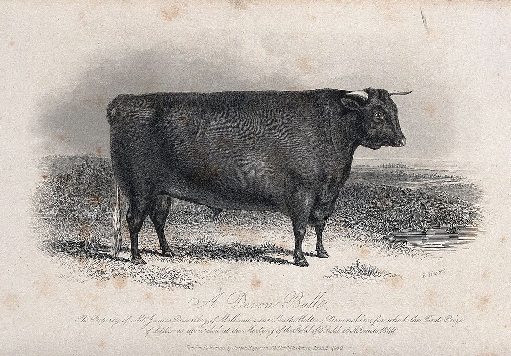 Devon bull. Etching E. Hacker, | Free Photo Illustration - rawpixel