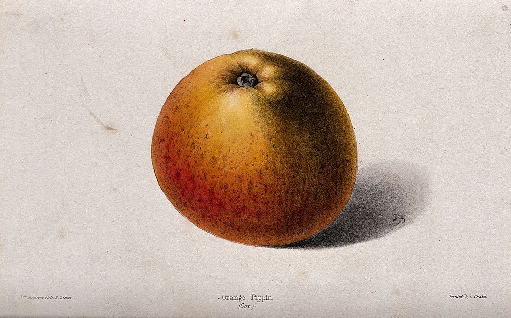 A "Cox's" Orange Pippin apple (Malus sylvestris cv.). Coloured zincograph by J. Andrews, c. 1861, after himself.