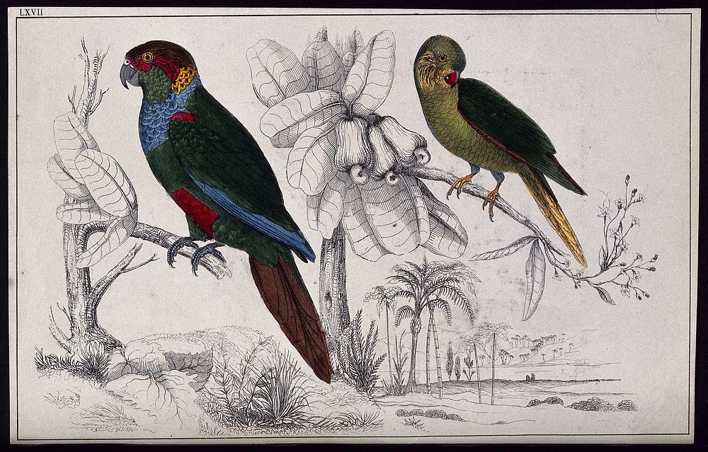 Two parrots perched on a cashew-nut tree branch. Coloured etching.