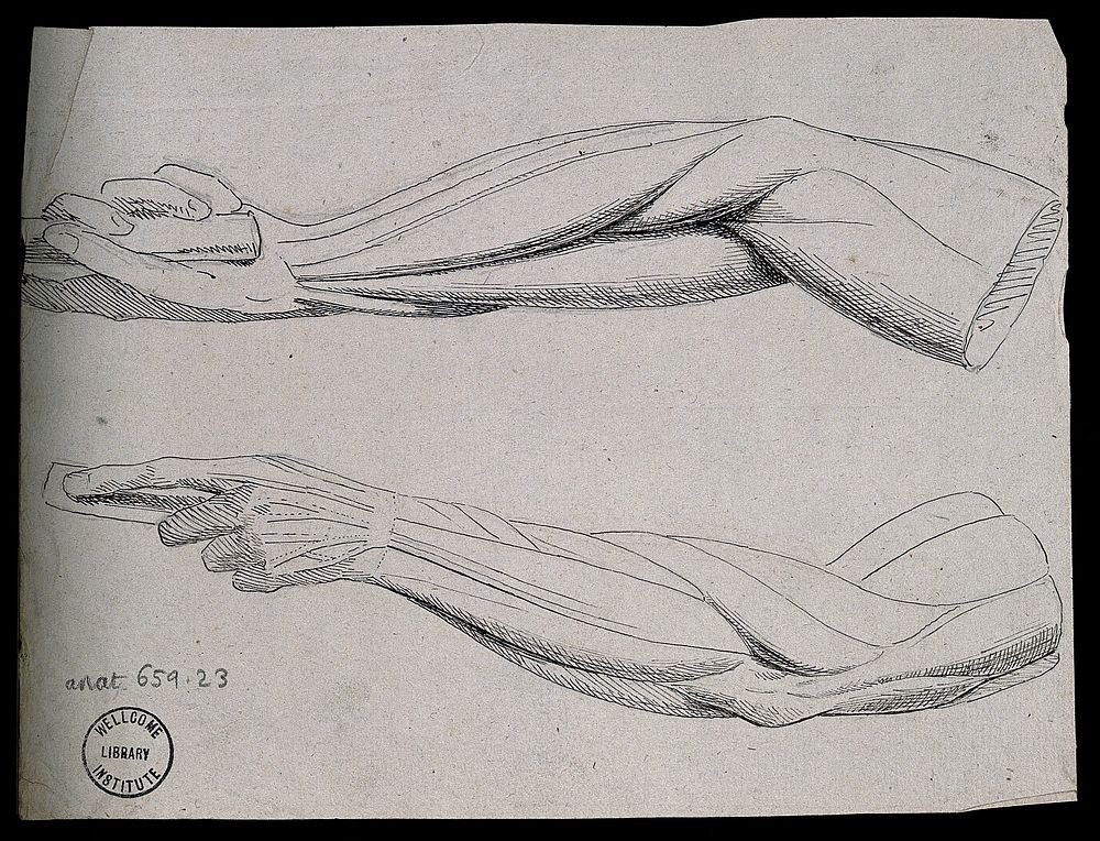 Muscles of the arm and hand: four figures (two on verso), showing the hand in a similar pose to that of the 'Borghese…