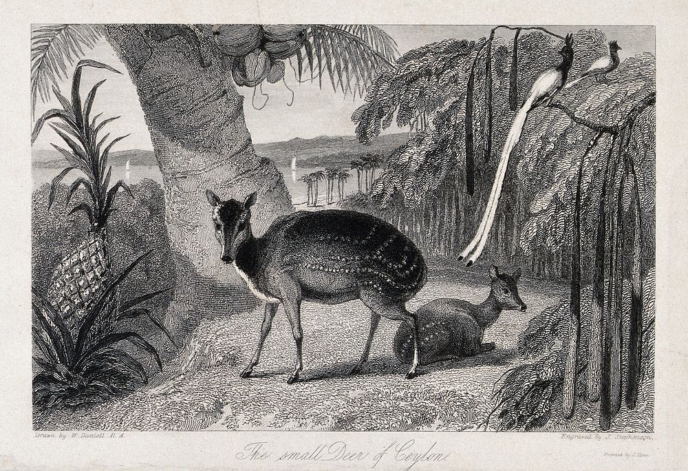 Ceylon: a deer with its fawn in a tropical rainforset surrounded by exotic birds and palm trees. Etching by J. Stephenson…
