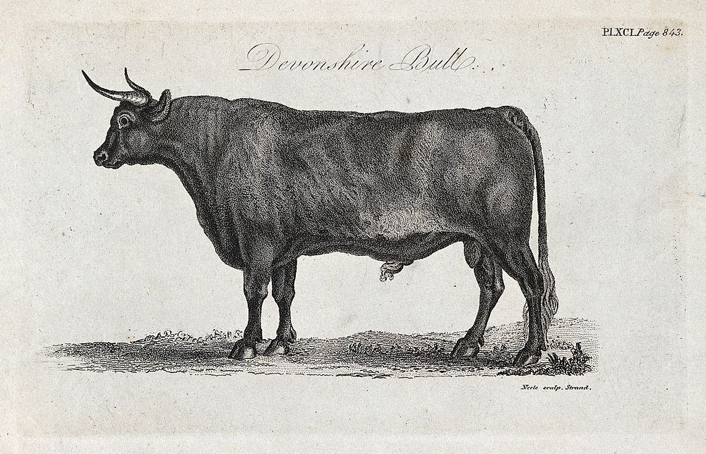 A Devonshire bull. Stipple engraving by Neele.