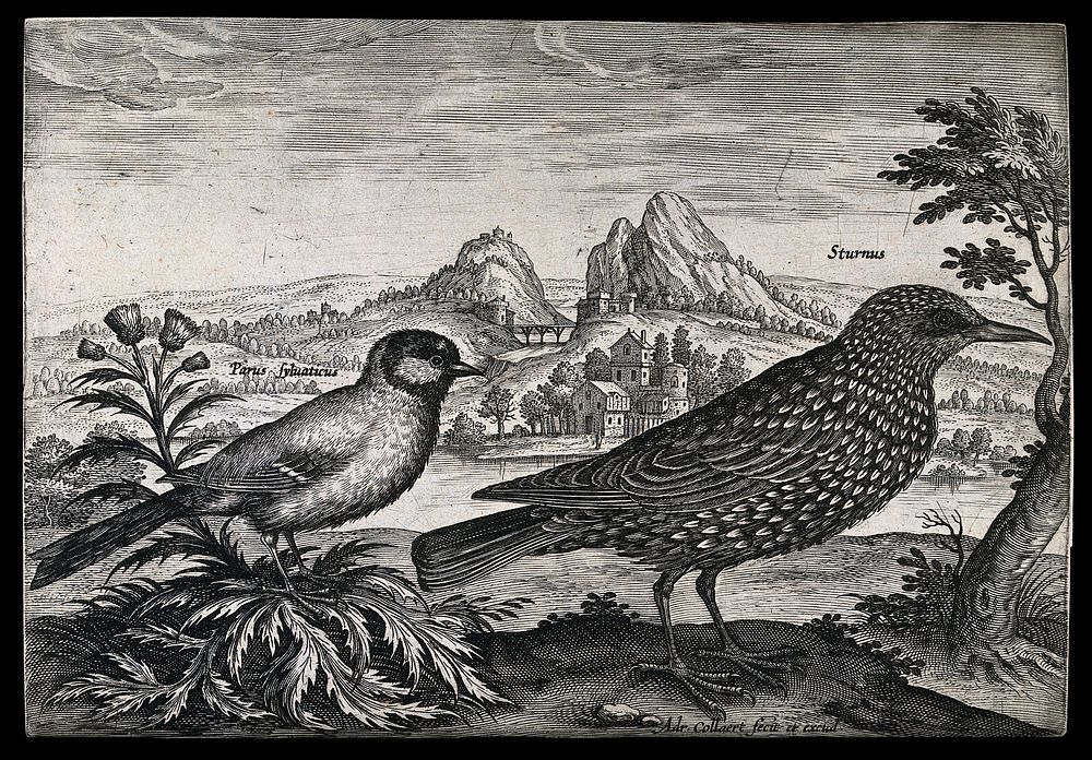 A sparrow and starling set in natural surroundings. Etching by A. Collaert.