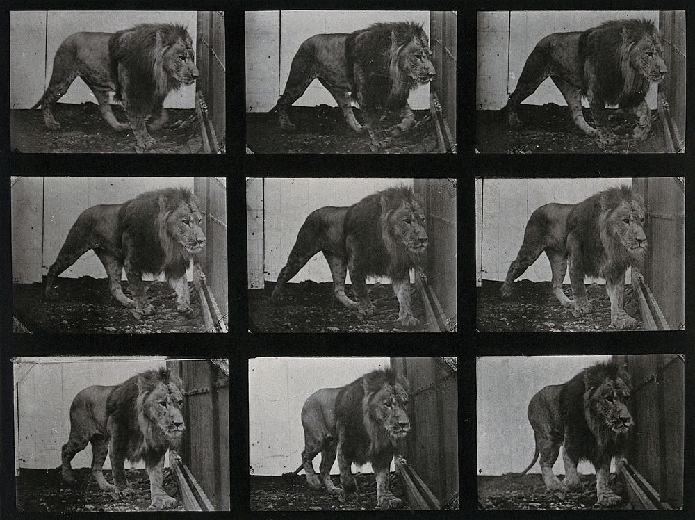A lion prowling. Collotype after Eadweard Muybridge, 1887.