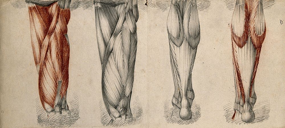 Muscles and tendons of the thigh and lower leg: four figures. Red chalk and pencil drawings by or associated with A.…