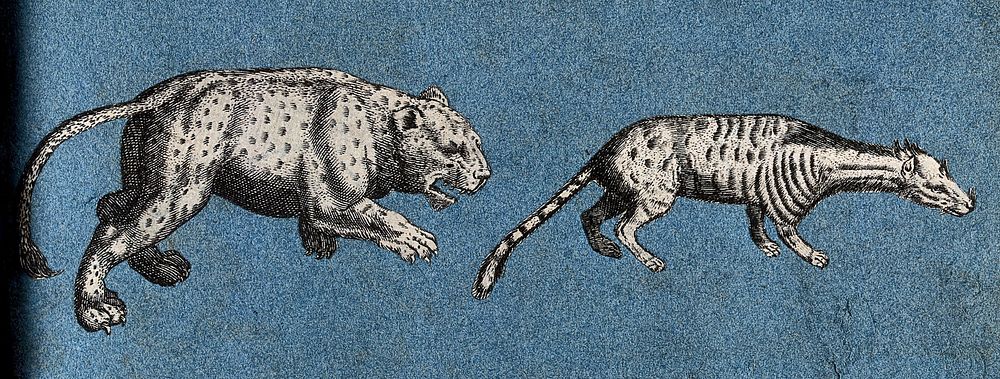 A leopard and an unidentified animal. Cut-out engravings pasted onto paper, 16--.