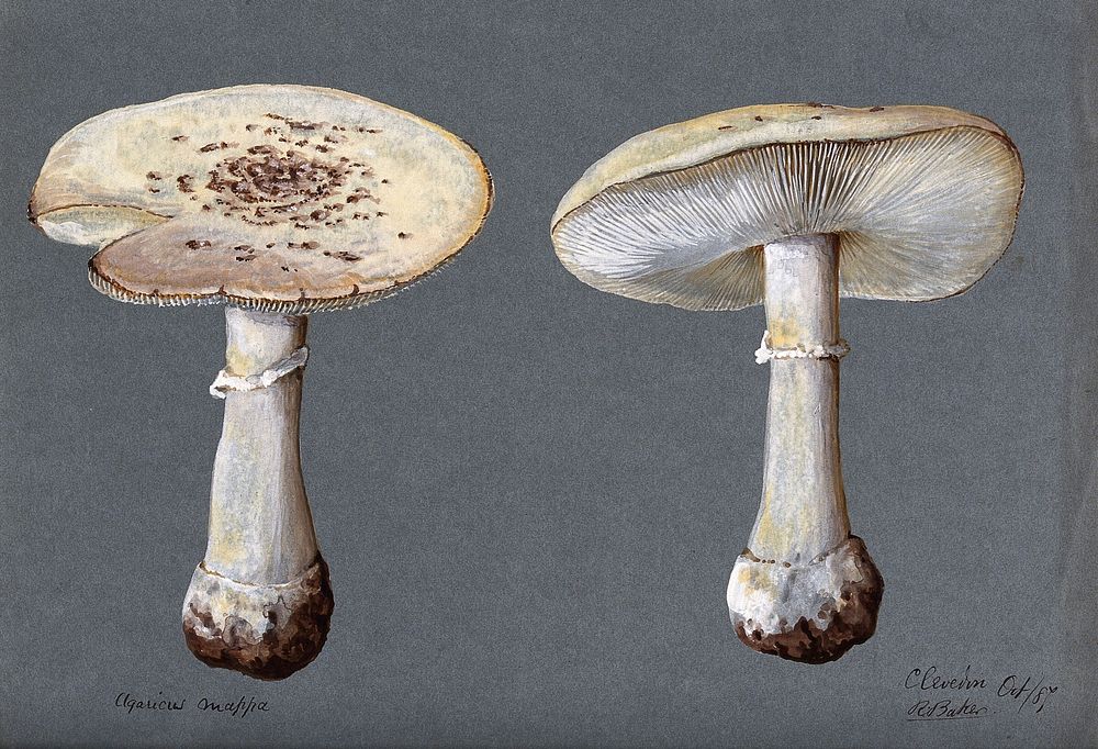 The false death cap fungus (Amanita citrina): two fruiting bodies. Watercolour by R. Baker, 1887.