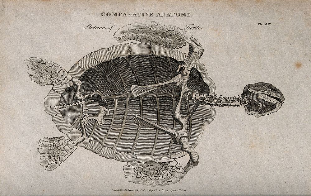Skeleton and shell of a turtle, seen from below. Line engraving by Mutlow  after S. Edwards , 1809.