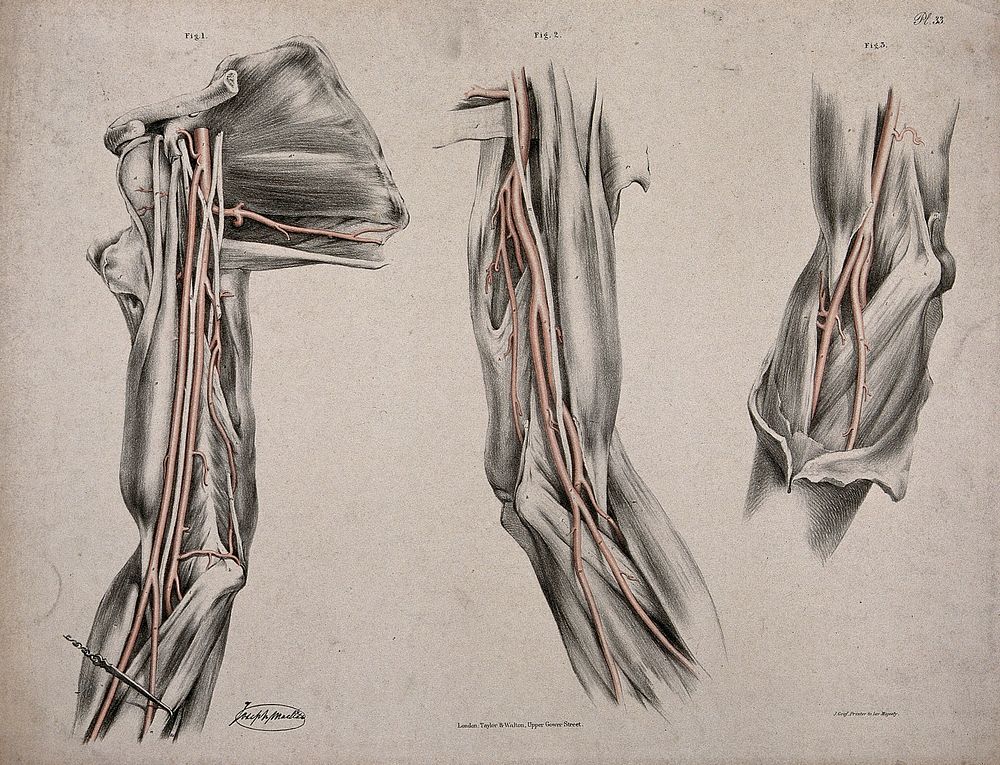 The circulatory system: three dissections of the arm, shoulder and elbow, with arteries and blood vessels indicated in red.…