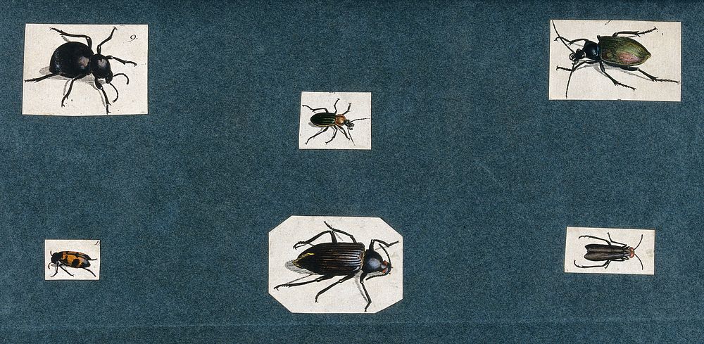 Six different beetles. Six coloured engravings.