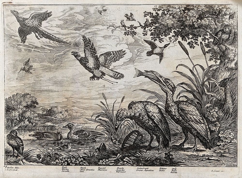 Birds on a river bank: teal, duck, cormorant, bittern, owl, hawk and pheasant. Etching by J. Griffier, ca. 1655, after F.…